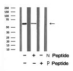 Phospho-PTRF (Tyr156) Antibody in Western Blot (WB)