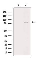 Phospho-Synapsin II (Ser425) Antibody in Western Blot (WB)