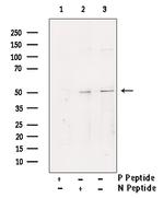 Phospho-YBX1 (Ser102) Antibody in Western Blot (WB)
