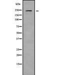 CaV1.3 Polyclonal Antibody