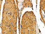 PTRF Antibody in Immunohistochemistry (Paraffin) (IHC (P))