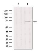 PKC lambda/iota Antibody in Western Blot (WB)