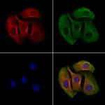 GPR27 Antibody in Immunocytochemistry (ICC/IF)
