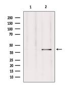 GPR27 Antibody in Western Blot (WB)