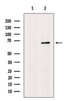 GPR37 Polyclonal Antibody