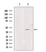 GPR4 Polyclonal Antibody