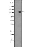 LGR4 Polyclonal Antibody