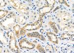 OXGR1 Polyclonal Antibody