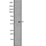 GPR87 Polyclonal Antibody
