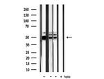 CKMT2 Antibody in Western Blot (WB)