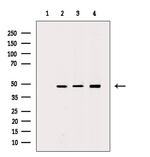 hnRNP F Antibody in Western Blot (WB)