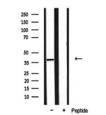 DOK4 Antibody in Western Blot (WB)