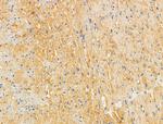 SLK Antibody in Immunohistochemistry (Paraffin) (IHC (P))