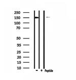 SLK Antibody in Western Blot (WB)