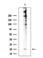 DUSP22 Antibody in Western Blot (WB)
