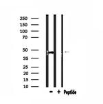 CADM4 Antibody in Western Blot (WB)