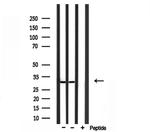 RPS4X Antibody in Western Blot (WB)