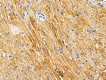 Arfaptin 1 Polyclonal Antibody