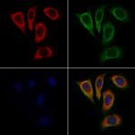 C1QBP Polyclonal Antibody