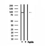 DMGDH Antibody in Western Blot (WB)