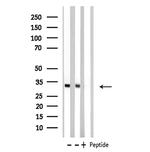 MED8 Antibody in Western Blot (WB)