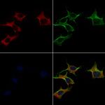 MRPS22 Antibody in Immunocytochemistry (ICC/IF)