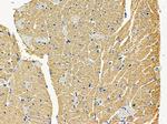 MRPS22 Antibody in Immunohistochemistry (Paraffin) (IHC (P))