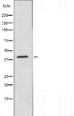 MRPS22 Antibody in Western Blot (WB)