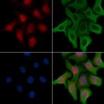 OGFR Antibody in Immunocytochemistry (ICC/IF)