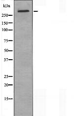 HELZ2 Antibody in Western Blot (WB)