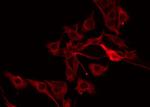 PRSS33 Antibody in Immunocytochemistry (ICC/IF)