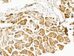 GIPR Antibody in Immunohistochemistry (Paraffin) (IHC (P))
