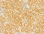 GIPR Antibody in Immunohistochemistry (Paraffin) (IHC (P))