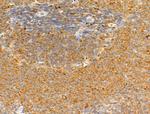 GIPR Antibody in Immunohistochemistry (Paraffin) (IHC (P))