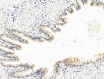 GIPR Antibody in Immunohistochemistry (Paraffin) (IHC (P))