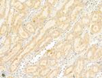 GIPR Antibody in Immunohistochemistry (Paraffin) (IHC (P))