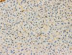 PCK1 Antibody in Immunohistochemistry (Paraffin) (IHC (P))