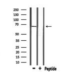 PCK1 Antibody in Western Blot (WB)