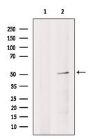 HSF2 Polyclonal Antibody