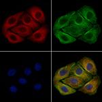 MFN1 Polyclonal Antibody