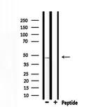 ADFP Polyclonal Antibody