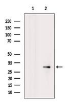 Nodal Polyclonal Antibody