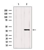 NEK6 Polyclonal Antibody