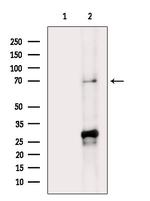 SEMA3A Polyclonal Antibody