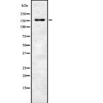 Phospho-MEKK1 (Thr1402) Antibody in Western Blot (WB)