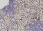 Phospho-OXSR1 (Thr185) Antibody in Immunohistochemistry (Paraffin) (IHC (P))