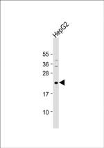 Neurogenin 1 Polyclonal Antibody