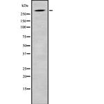 SRRM2 Polyclonal Antibody