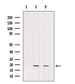 POLR2G Polyclonal Antibody