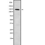 KCNH7 Polyclonal Antibody